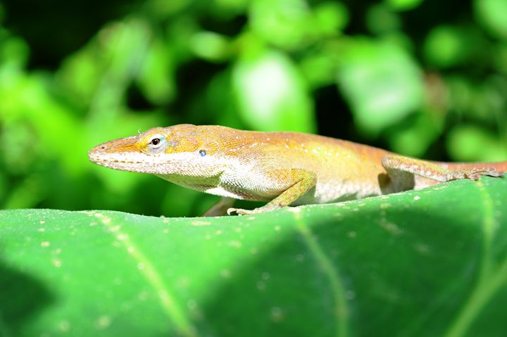 Brightly Colored Lizard - Timeless Art On Canvas - Photography, Animals ...