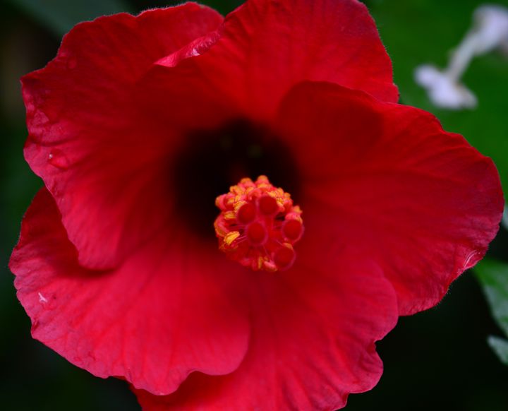 Hibiscus Flower Red No. 3 - Timeless Art On Canvas
