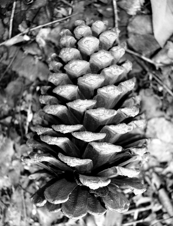 Black and White Pinecone - Timeless Art On Canvas