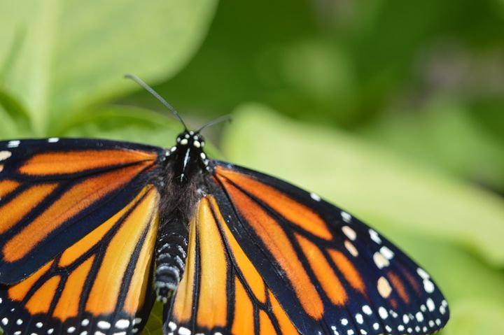 Butterfly Close up - Timeless Art On Canvas - Photography, Animals ...