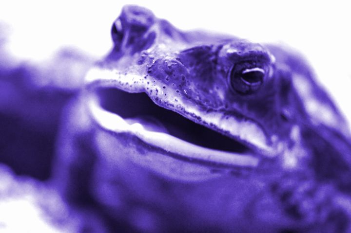 Purple Frog - Timeless Art On Canvas - Digital Art, Animals, Birds