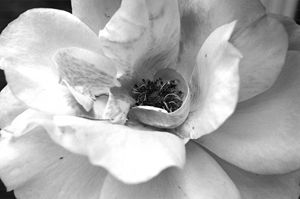 Black and White Rose - Timeless Art On Canvas