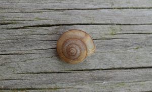 Snail Shell - Timeless Art On Canvas