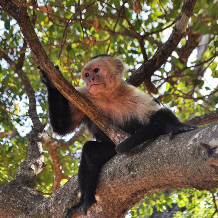 Travelling Cat Photography