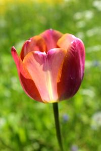 Sunlight on Tulips