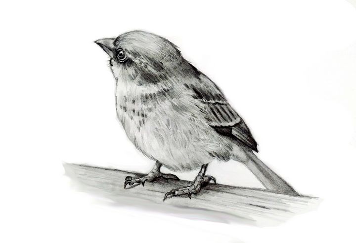 Small Bird, Pencil Drawing - Joyce's Art - Drawings & Illustration,  Animals, Birds, & Fish, Birds, Other Birds - ArtPal