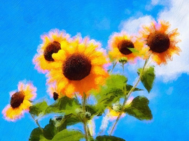 Sunflowers In The Blue Sky - Kat Gail Art Photography