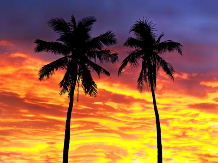 California Palm Trees In The Sunset - Kat Gail Art Photography