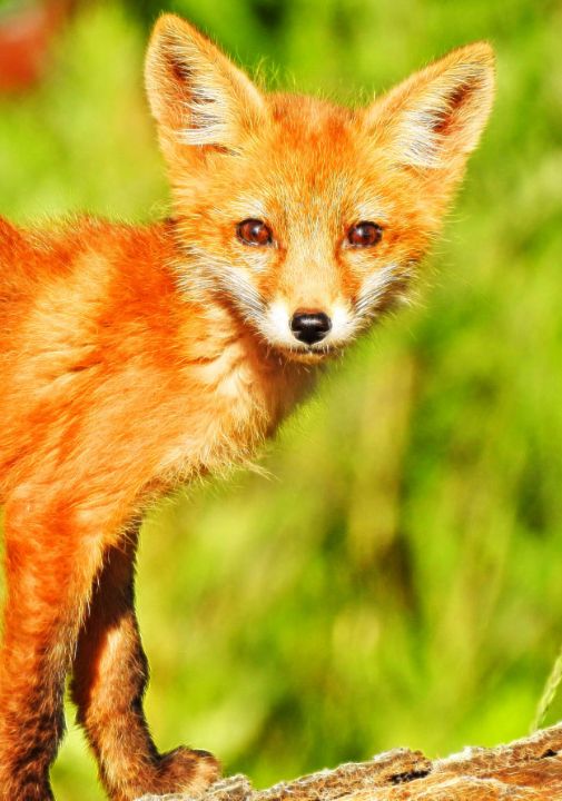 Young Furry Red Fox - Kat Gail Art Photography