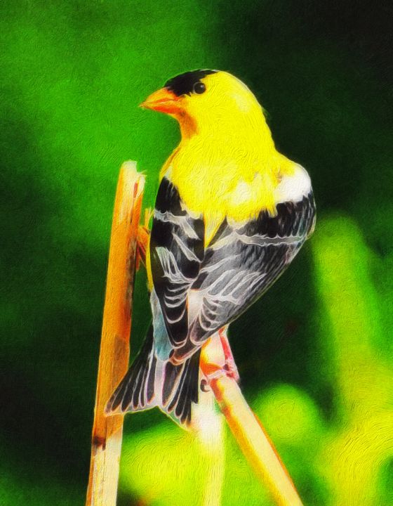 Bright Yellow Feathers - Kat Gail Art Photography