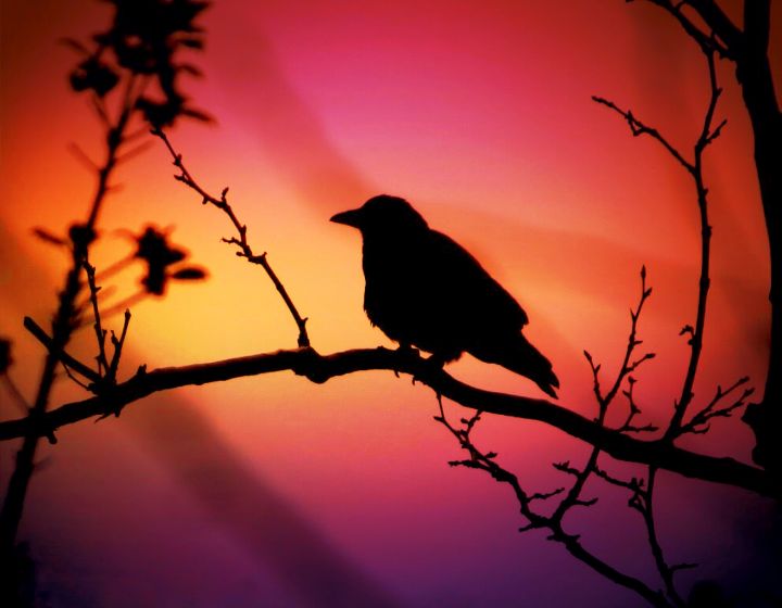 Perched In The Sunset - Kat Gail Art Photography