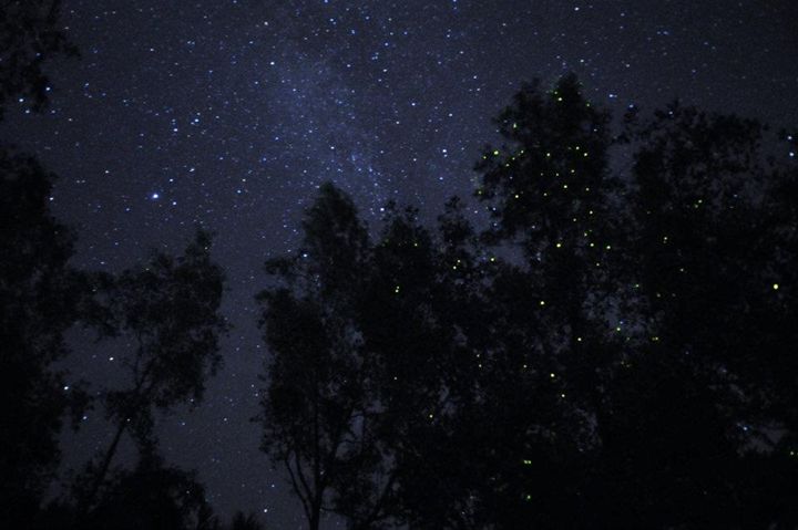 Night Fireflies - XiaoLu