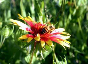 Pollination Series #2