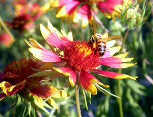 Pollination Series #4