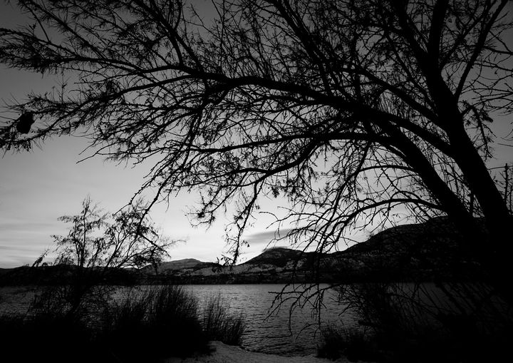The tree that framed the lake - Christine Solomon