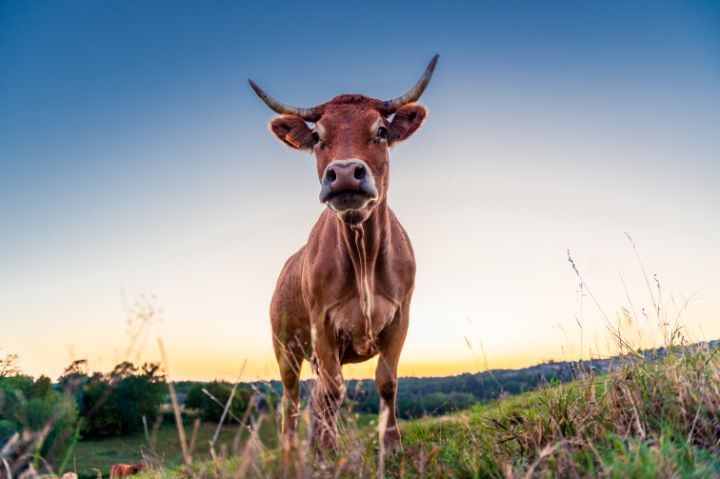 Pascal Cow Mooooh - Pascal F - Photography, Animals, Birds, & Fish, Farm Animals ...