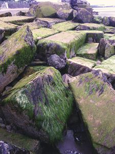 Seaweed Rocks