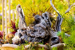 Driftwood