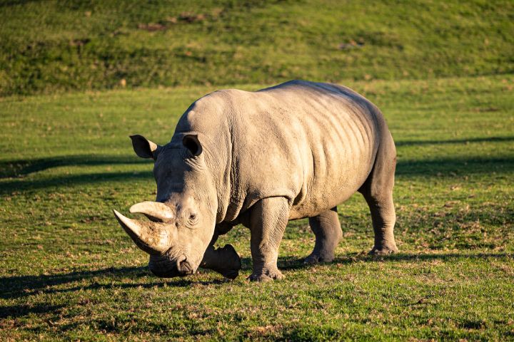 Northern White Rhino - Amelia Painter Photography