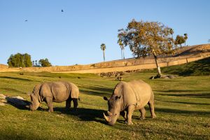 Rhinos Grazing at Safari Park