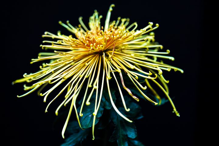 Chrysanthemum 'Lava' - Amelia Painter Photography
