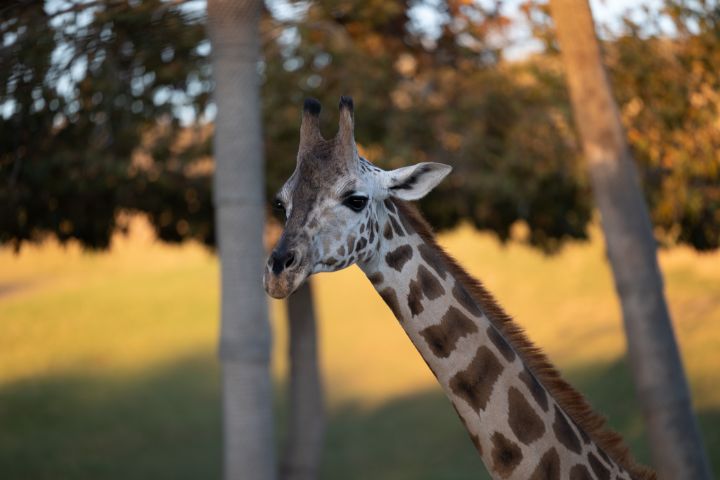 Uganda Giraffee - Amelia Painter Photography