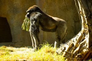 Teenage Silverback Gorilla