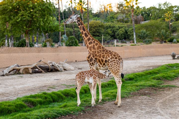 Baby Giraffe Feeding - Amelia Painter Photography