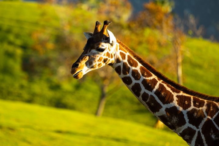 African Plains Giraffe - Amelia Painter Photography