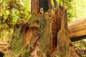 Fallen Redwood with Moss