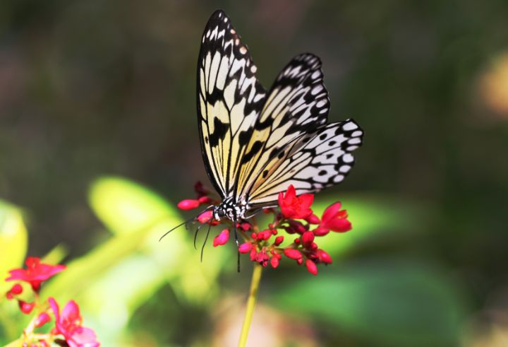 Paper Kite Butterly on a Pink Flower - Amelia Painter Photography ...