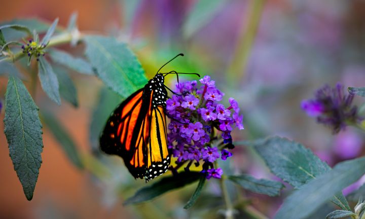 Feeding Monarch Butterfly - Amelia Painter Photography