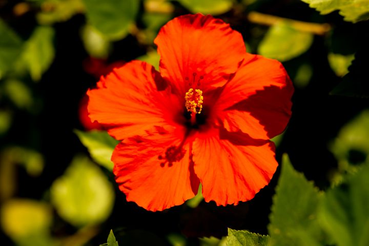 Orange Hawaiian Hibiscus - Amelia Painter Photography
