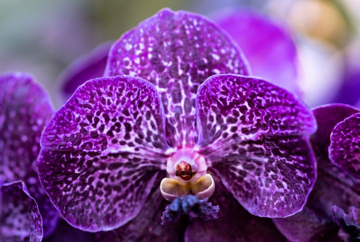 Orchid Vanda Yano Blue - Amelia Painter Photography - Photography ...