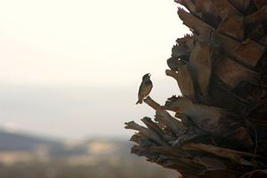 Sparrow in Death Valley
