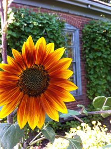 Portsmouth Sunflowers