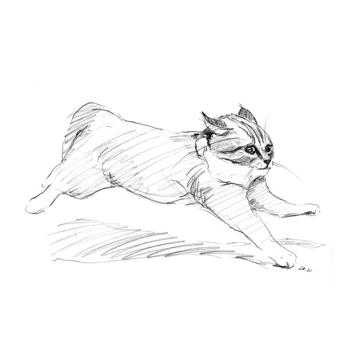 Running Cat Sketch Animal Drawing - Zhanna Kan - Drawings & Illustration,  Animals, Birds, & Fish, Cats & Kittens, Other Cats & Kittens - ArtPal