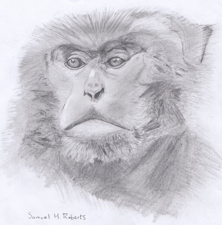 Formosan Macaque - Samuel H. Roberts - Drawings & Illustration, Animals ...