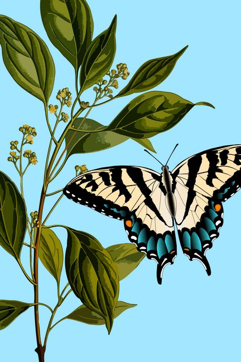 Friendly Butterfly - Sull's Gallery - Digital Art, Childrens Art, Other ...