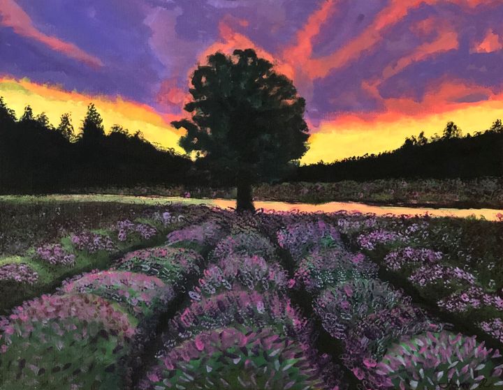 Lavender Fields at Sunset - Ian Rich