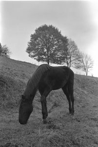 Black horse - Johan Chapsak