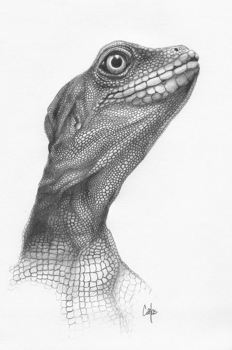 Lizard Sketch by TheTenuousOrder  Fur Affinity dot net