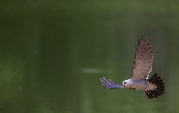 Mississippi kite flight pattern - Puttaswamy Ravishankar - Photography, Animals, Birds, & Fish, Birds, Other Birds - ArtPal