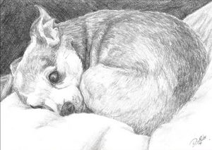Chihuahua Pet Portrait