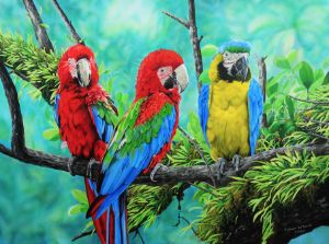 Macaws - Julian Wheat Artist