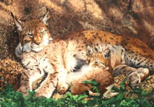Siberian Lynx and cub - Julian Wheat Artist
