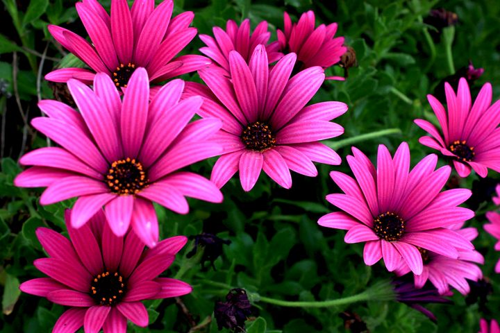 Purple daisies - Photo Art