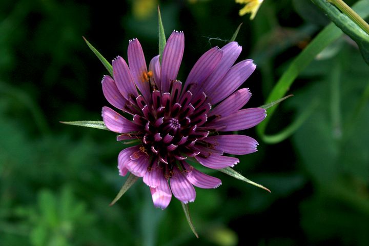 Wild purple little flower - Photo Art