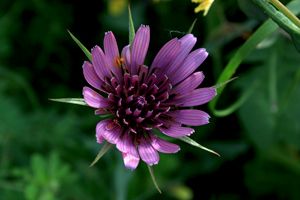 Wild purple little flower