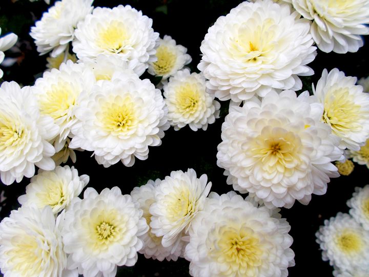 White chrysanthemums - Photo Art